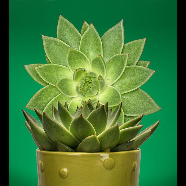 Succulent (revised)