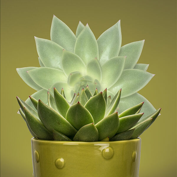 Succulent