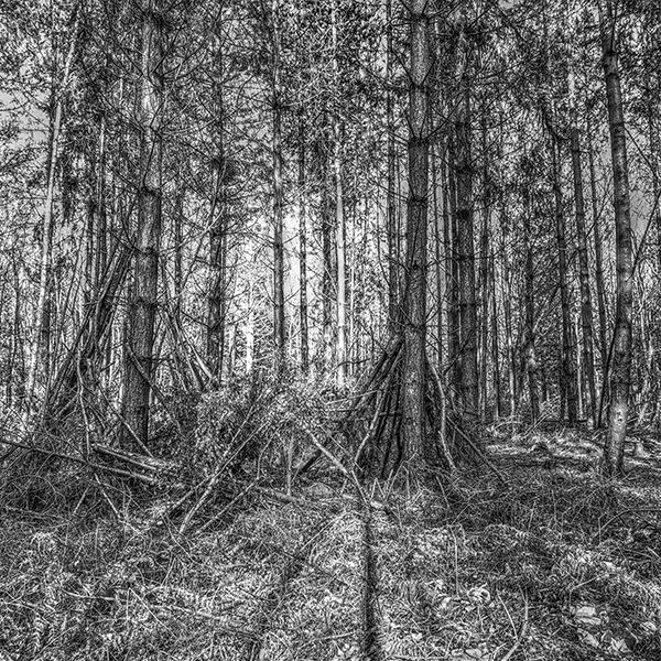 The light through the forest