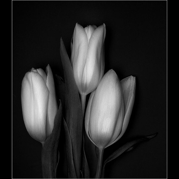 Three tulips