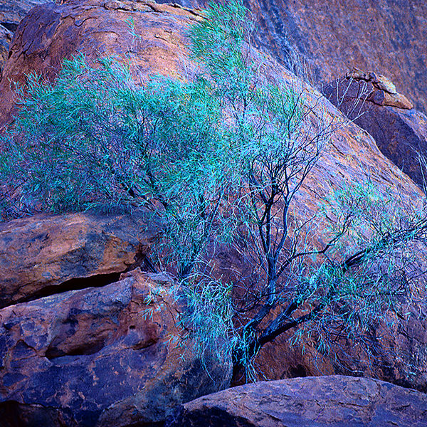 Tree at dusk, Ayers Rock Australia 1989