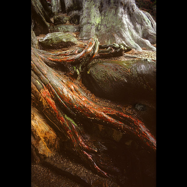 Tree root, Japan 1982