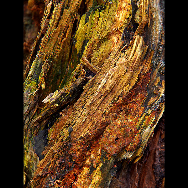 Tree trunk 2