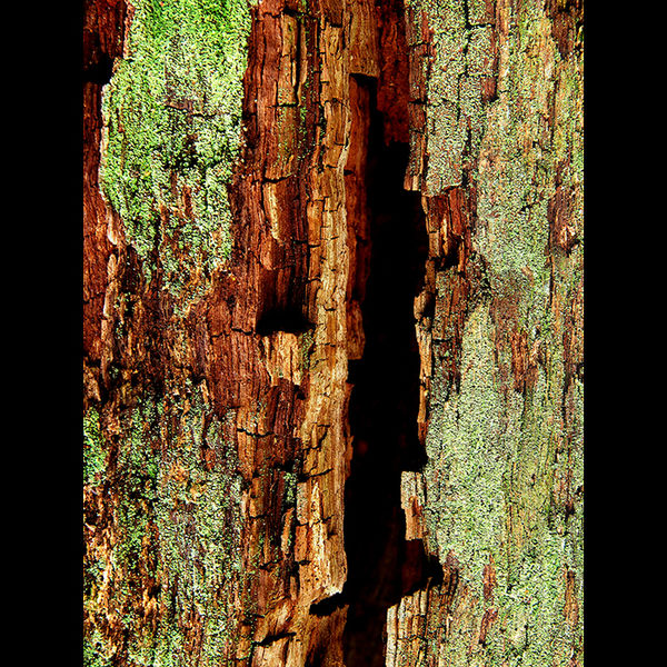 Tree trunk 3