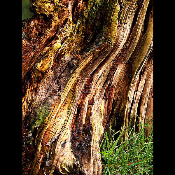 Tree trunk 4