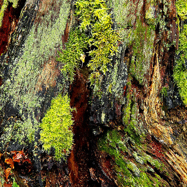 Tree trunk 1