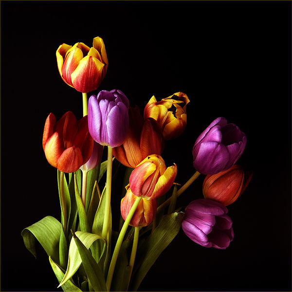 Tulips