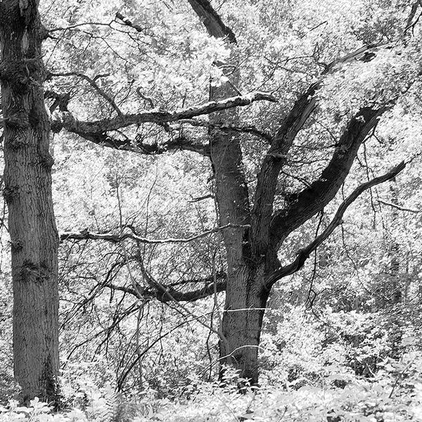 Two trees