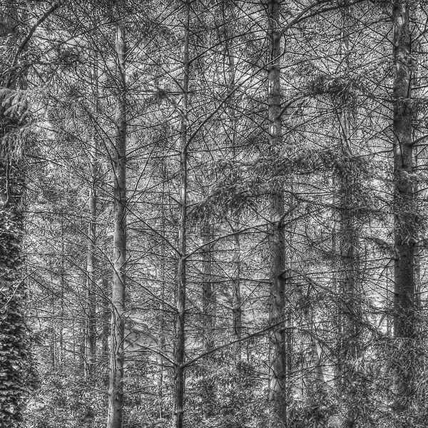 A screen of trees