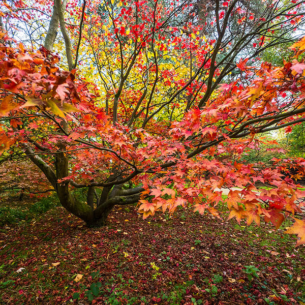 Path past the acer