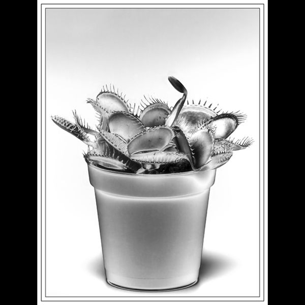 Venus flytrap
