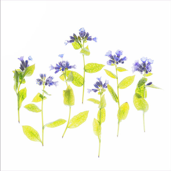 Weeds (left image)