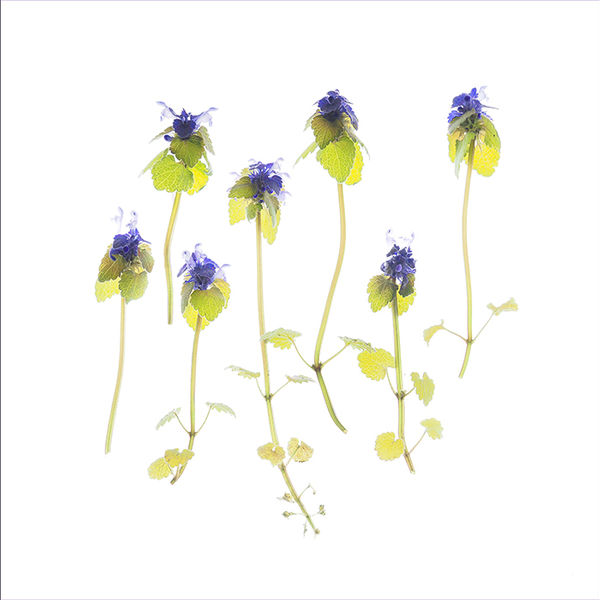 Weeds (centre image)
