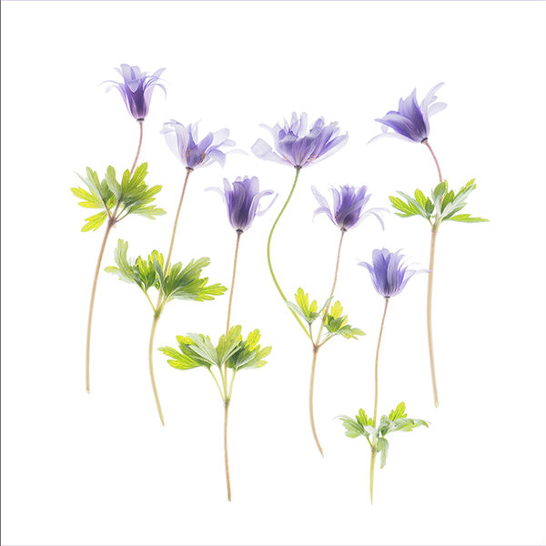 Weeds (right image)