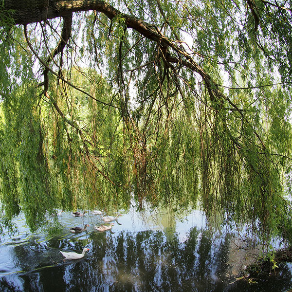 Willow next to the Thames