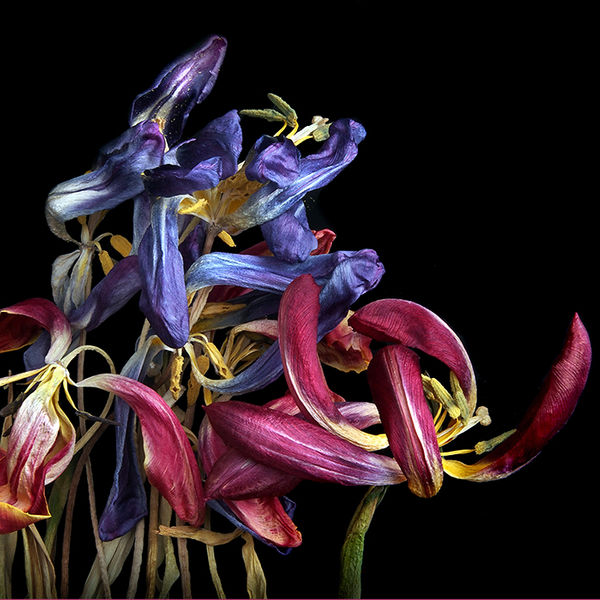 Wilting tulips 2