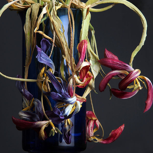 Wilting tulips 1