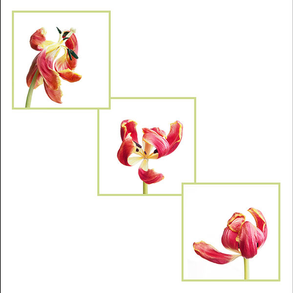 Wilting tulips