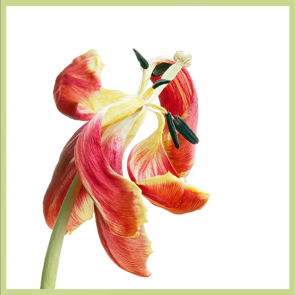 Wilting tulips (left image)