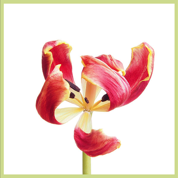 Wilting tulips (centre image)