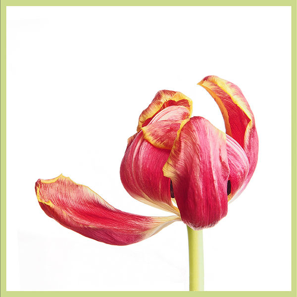 Wilting tulips (right image)