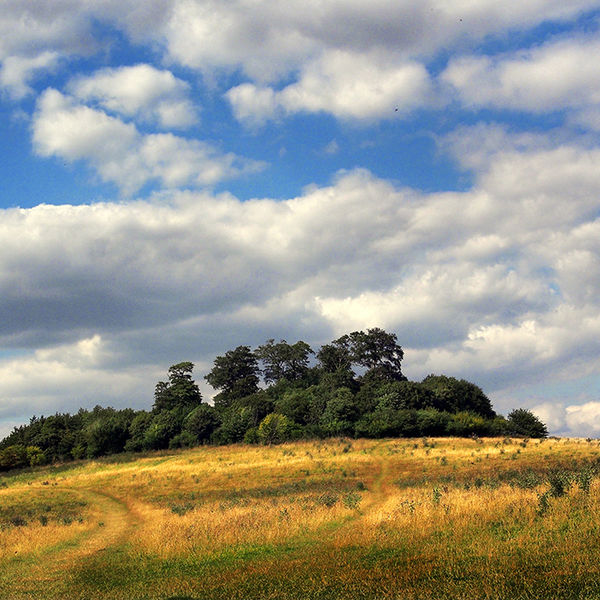 Wittenham Clump