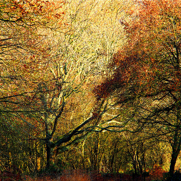 Woodland Autumn