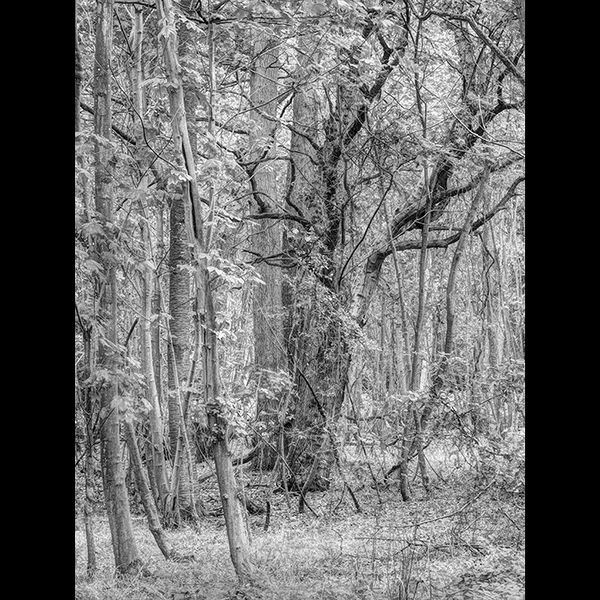Woodland confusion No.2