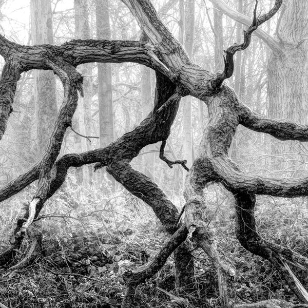Woodland dance
