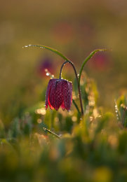Snakehead Fritillary
