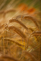 Poppy in Barley