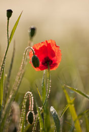 Backlit Poppy