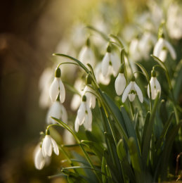 Snowdrops