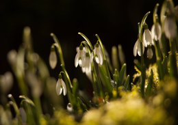 Snowdrops