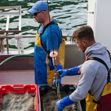 Local fisherman in Burnmouth Harbour on the Scottish Borders work with the catch as Brexit grows imminently closer to reality September 2019