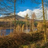 Winter Woodland