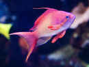 Blue Reef 4
