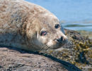 Seal Pup