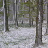 Forest Quarter, Lower Austria