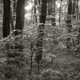 Vienna Woods, Lower Austria