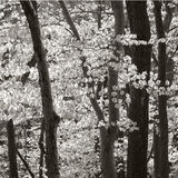 Vienna Woods, Lower Austria