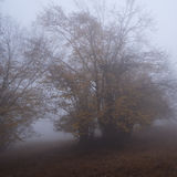 Forest Quarter, Lower Austria