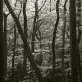 Vienna Woods, Lower Austria