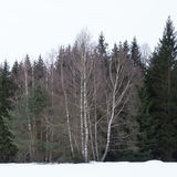 Forest Quarter, Lower Austria