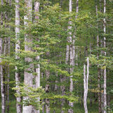 Almtal, Upper Austria