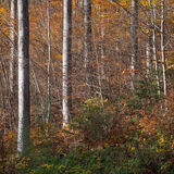 Vienna Woods, Lower Austria