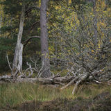 Cairngorms N.P., Scotland