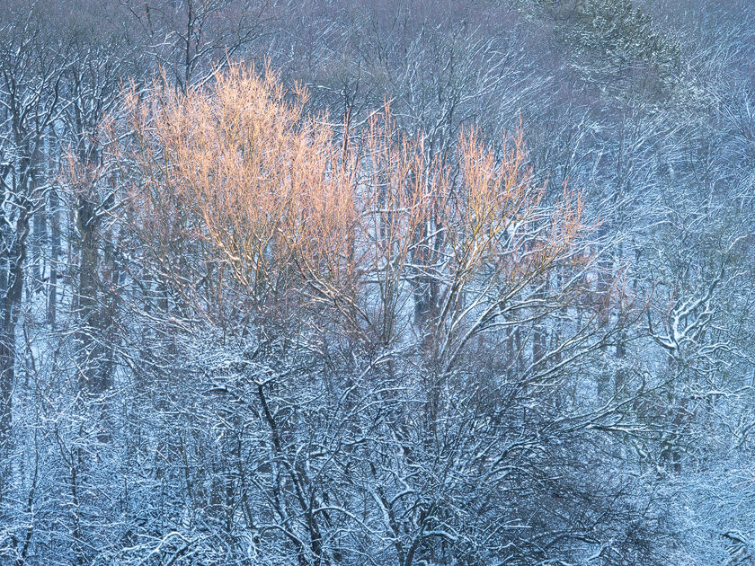 Vienna Woods, Lower Austria