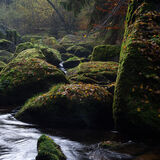 Forest Quarter, Lower Austria