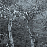 Vienna Woods, Vienna